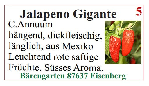 Chilisamen - Jalapeno Gigante