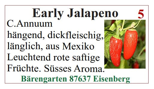 Chilisamen - Early Jalapeno