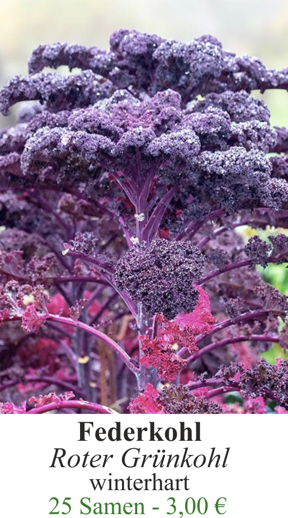 Federkohl - roter Grünkohl