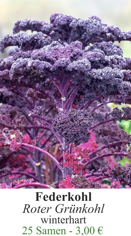 Federkohl - roter Grünkohl