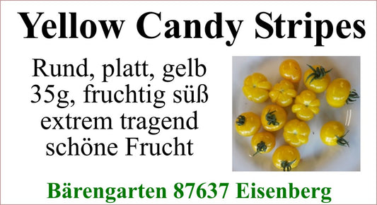 Tomaten klein - Yellow Candy Stripes