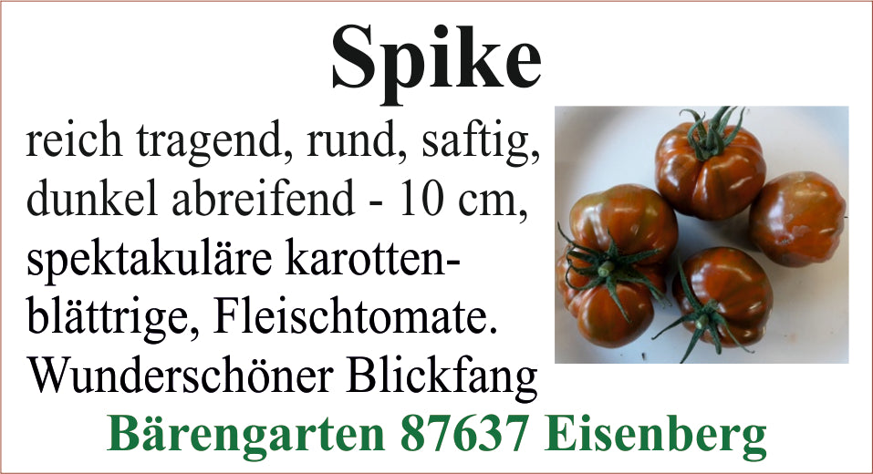 Tomaten mittel -Spike